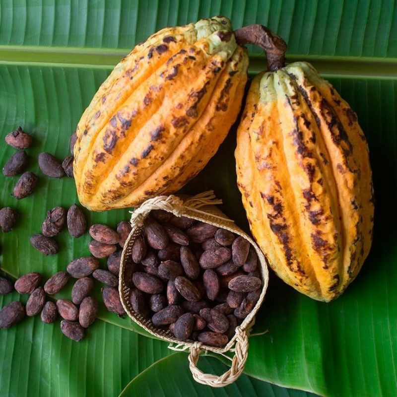 Cocoa Seeds